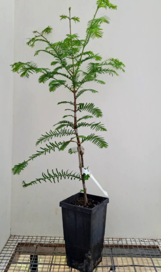 Live Dawn Redwood Plant – Quart Pot – AK: Bareroot Oct–May – No Ship to PR/HI/CA