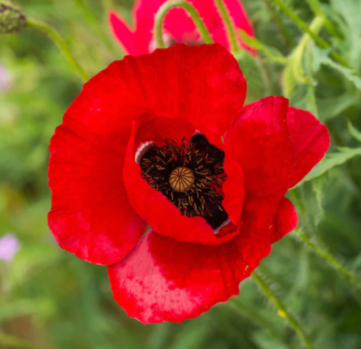 Landscaper’s Pack THE ULTIMATE POPPY MIX w/ Breadseed Papaver Non-GMO 5000 Seeds