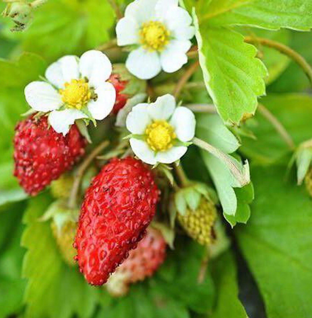 25++ Mixed strawberry seeds | Everbearing – Fragaria, Fruit seeds – USA