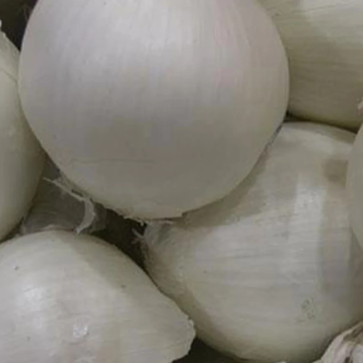 Southport White Globe 404 Onion Seeds – 1/4 Tsp. (125-150 seed count)