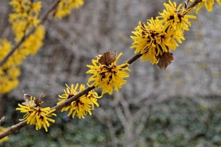 10 DOERAK WITCH HAZEL SEEDS – Hamamelis × intermedia ” doerak “