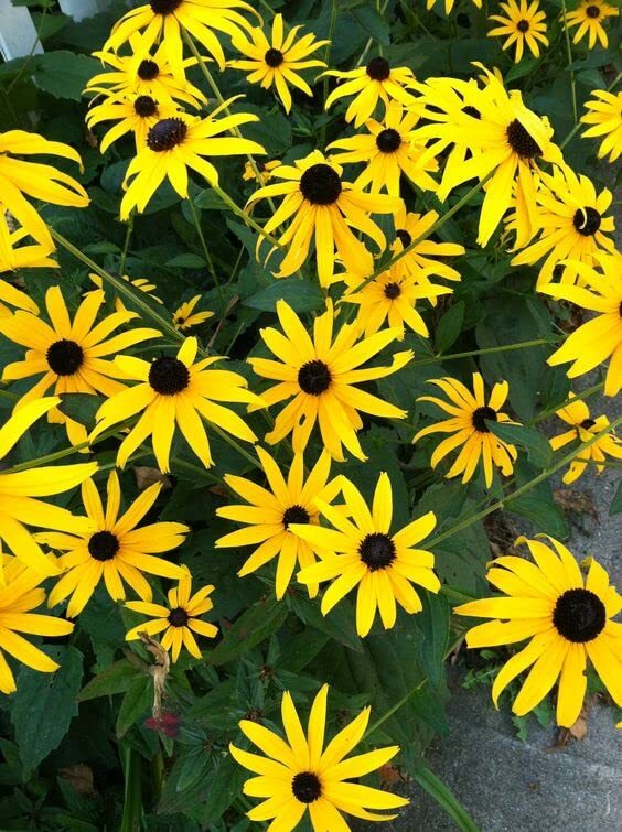 Black Eyed Susan Seeds (Rudbeckia hirta) 1000 Seeds (0.5 Grams) –