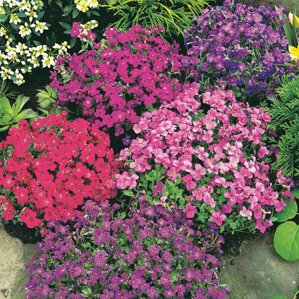 10000 Seeds Aubrieta Royal Mix Seeds – Rock Cress Ground Cover Seed