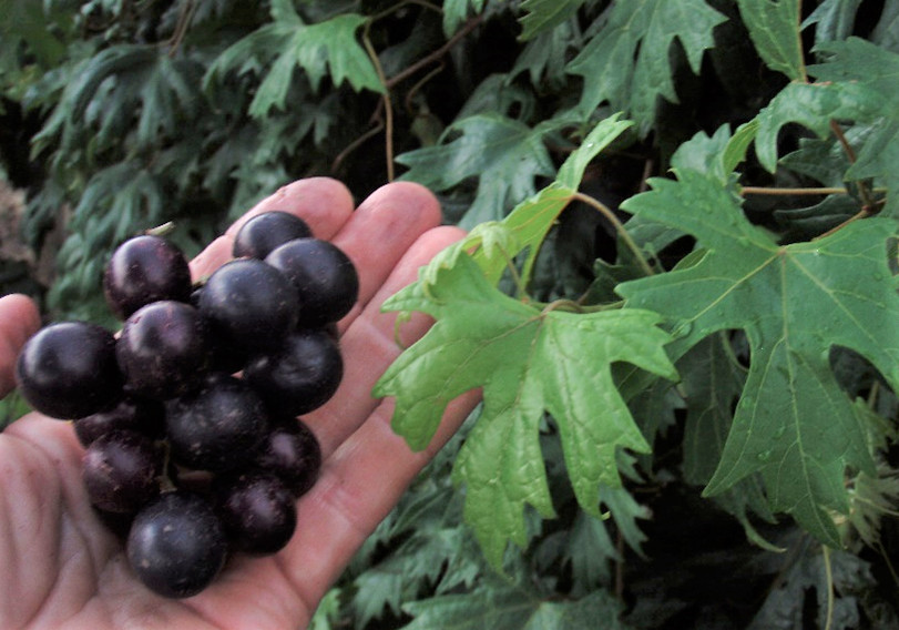 Vitis – ‘Southern Home’ – Muscadine Hybrid Grape