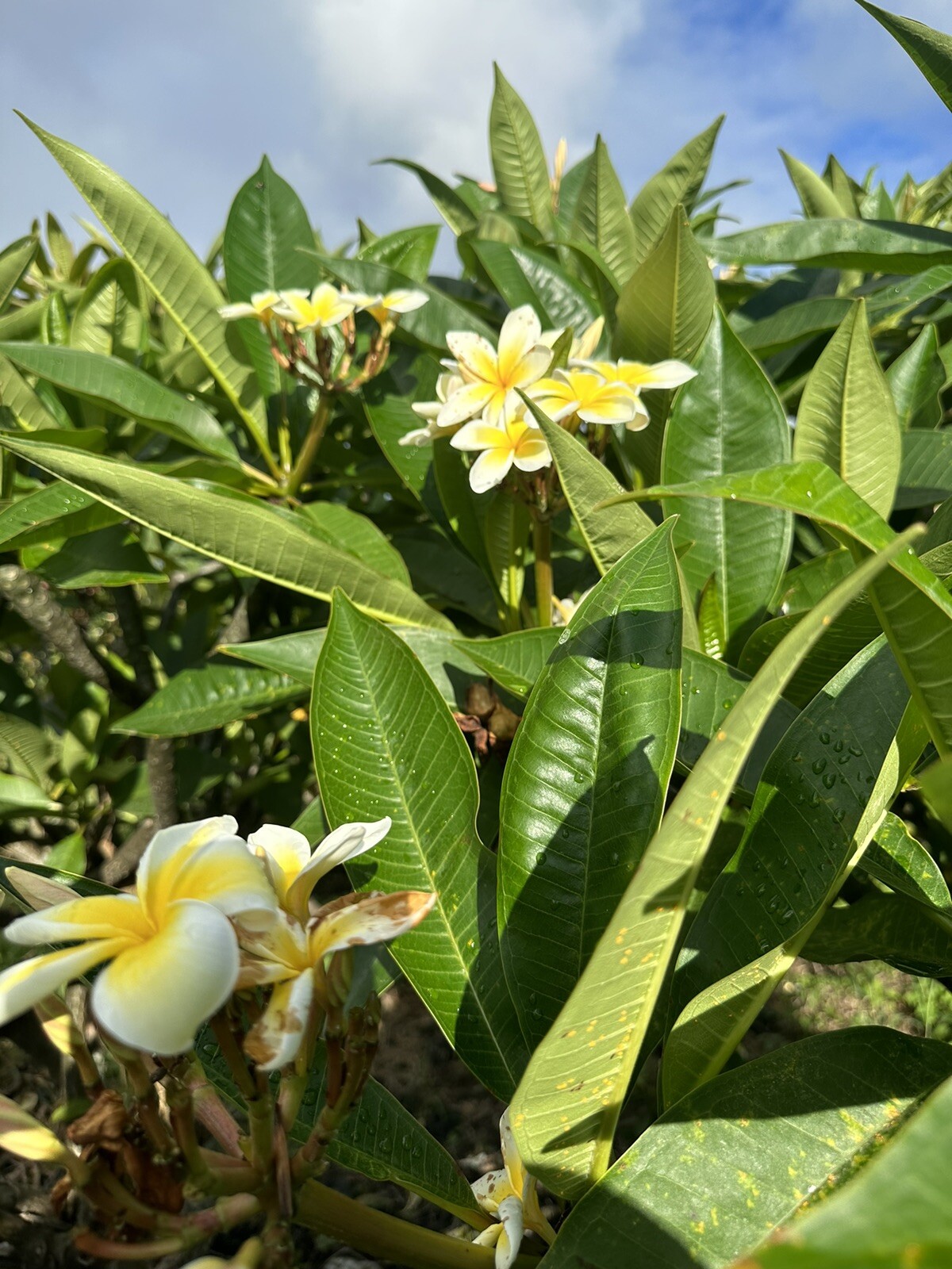 Yellow Plumeria Fresh Starter Cutting Double Head Width Varies 10inch x1