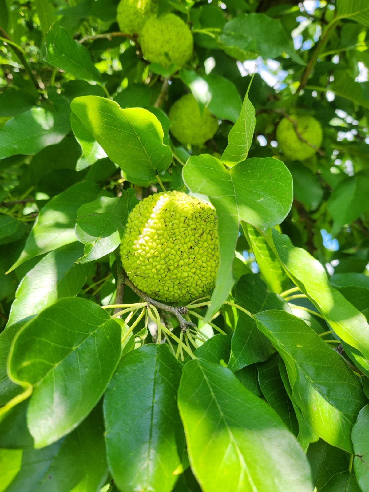 12 Farm Fresh Hedge Apple Osage Orange Horse Monkey Ball Maclura Pomifera Bois