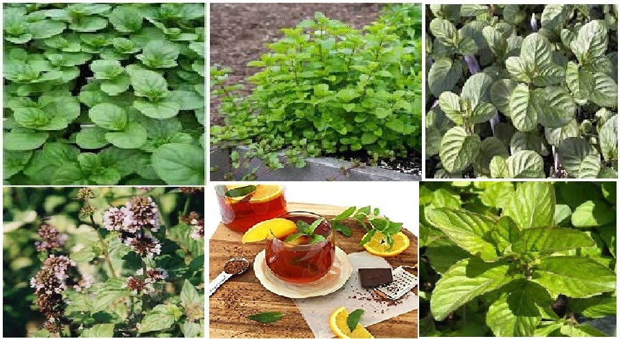 ORANGE MINT HERB 25 SEEDS USA Homegrown Seller