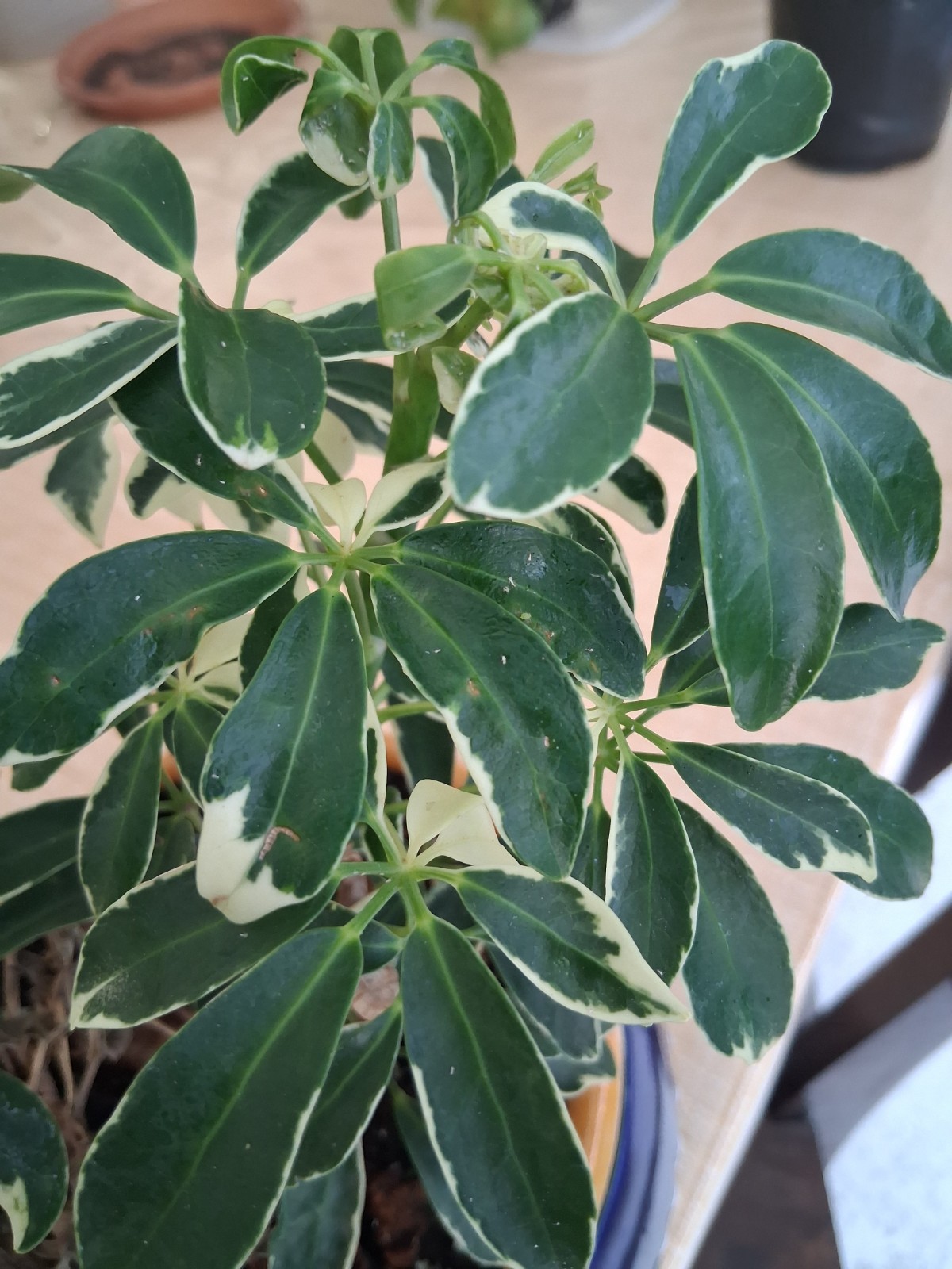 Schefflera Arboricola ‘Moondrop’ (Dwarf Umbrella Tree – Variegated)