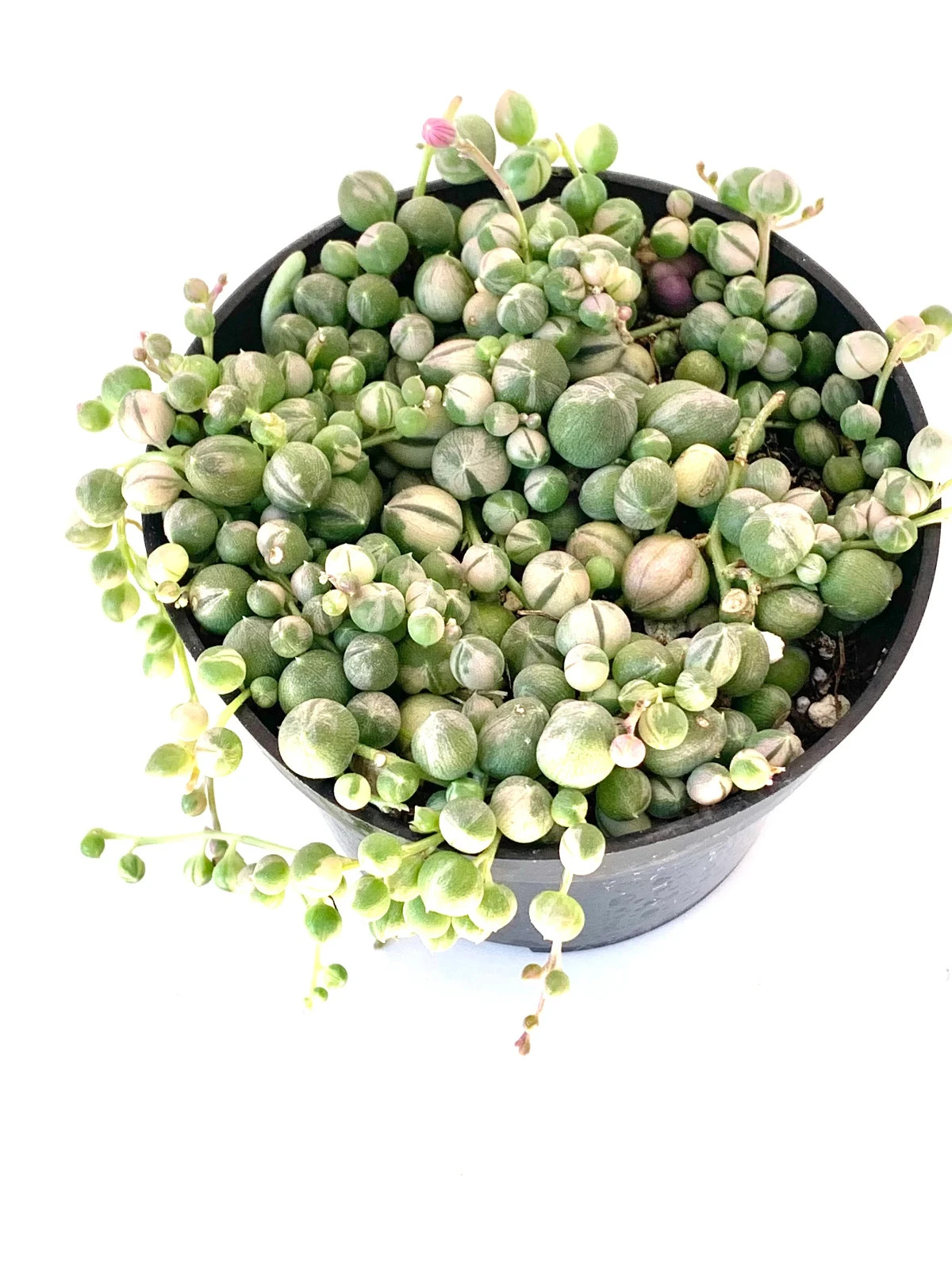 Variegated String of Pearls Succulents Senecio Rowleyanus Variegata, 4″ Pot