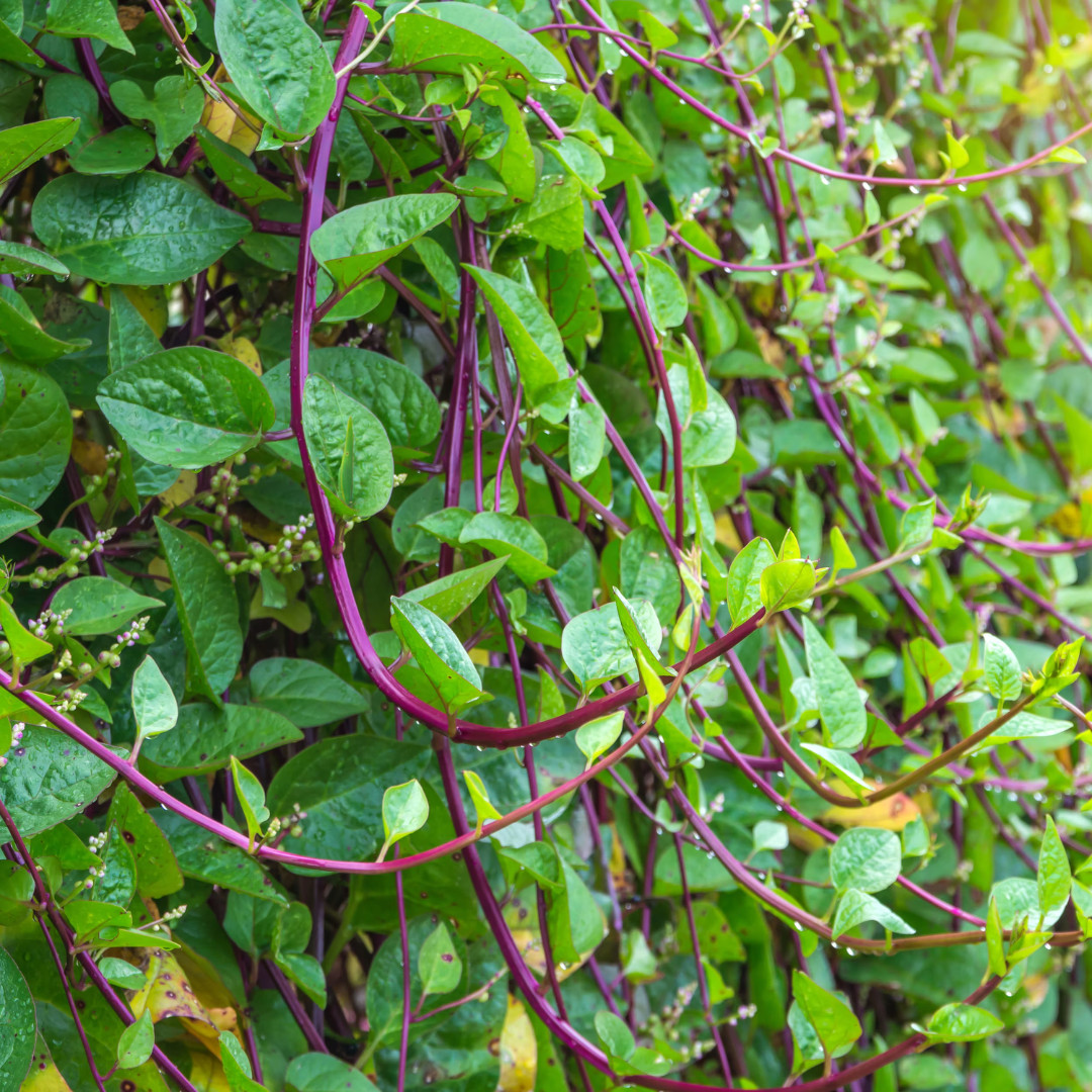 Fresh Red Malabar Spinach Seeds | Mong Toi | Heirloom Non-GMO | Asian Vegetable