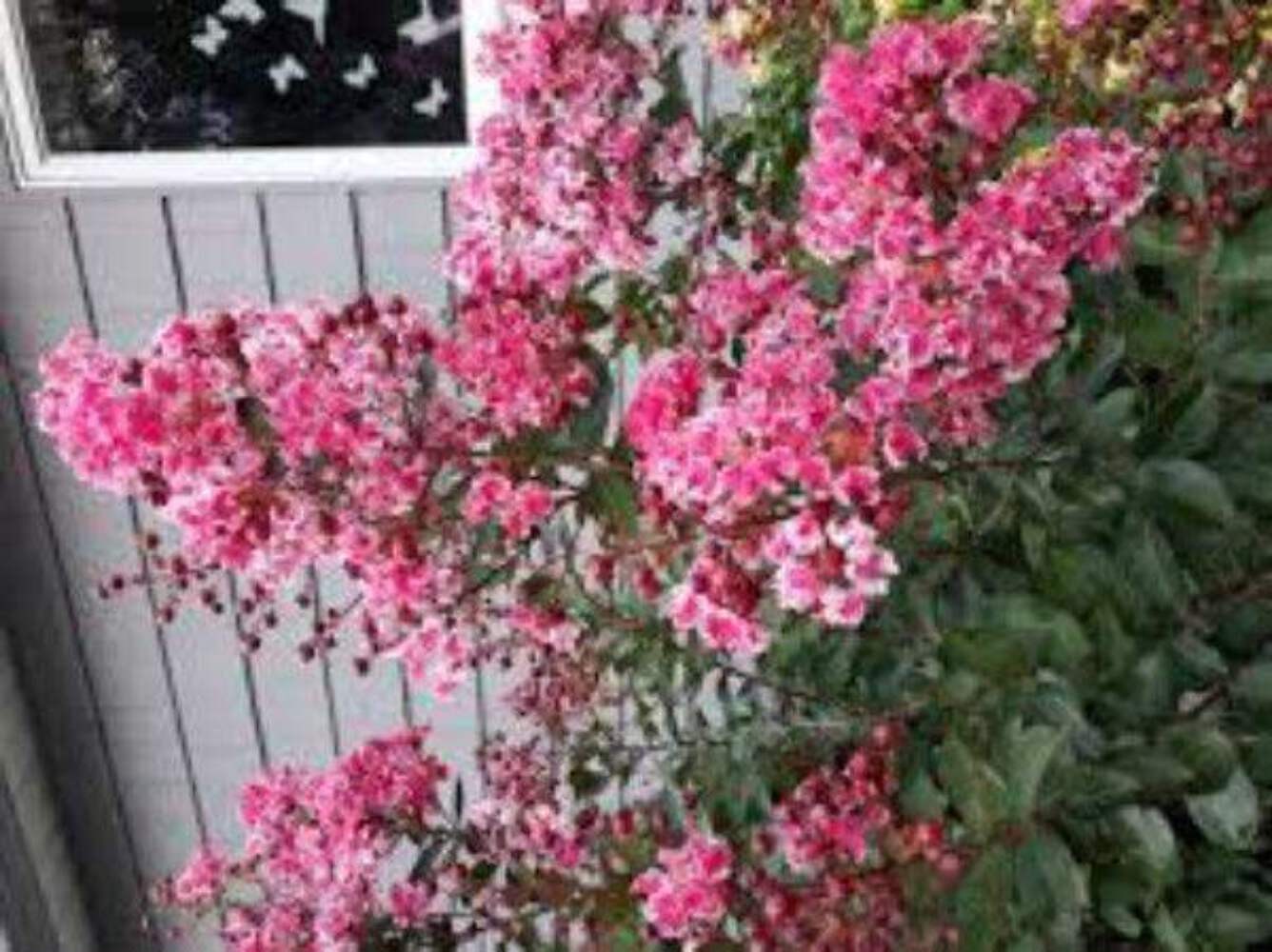 Prairie Lace Crape Myrtle: Unique Red and White Picotee Beauty for Your Landscap