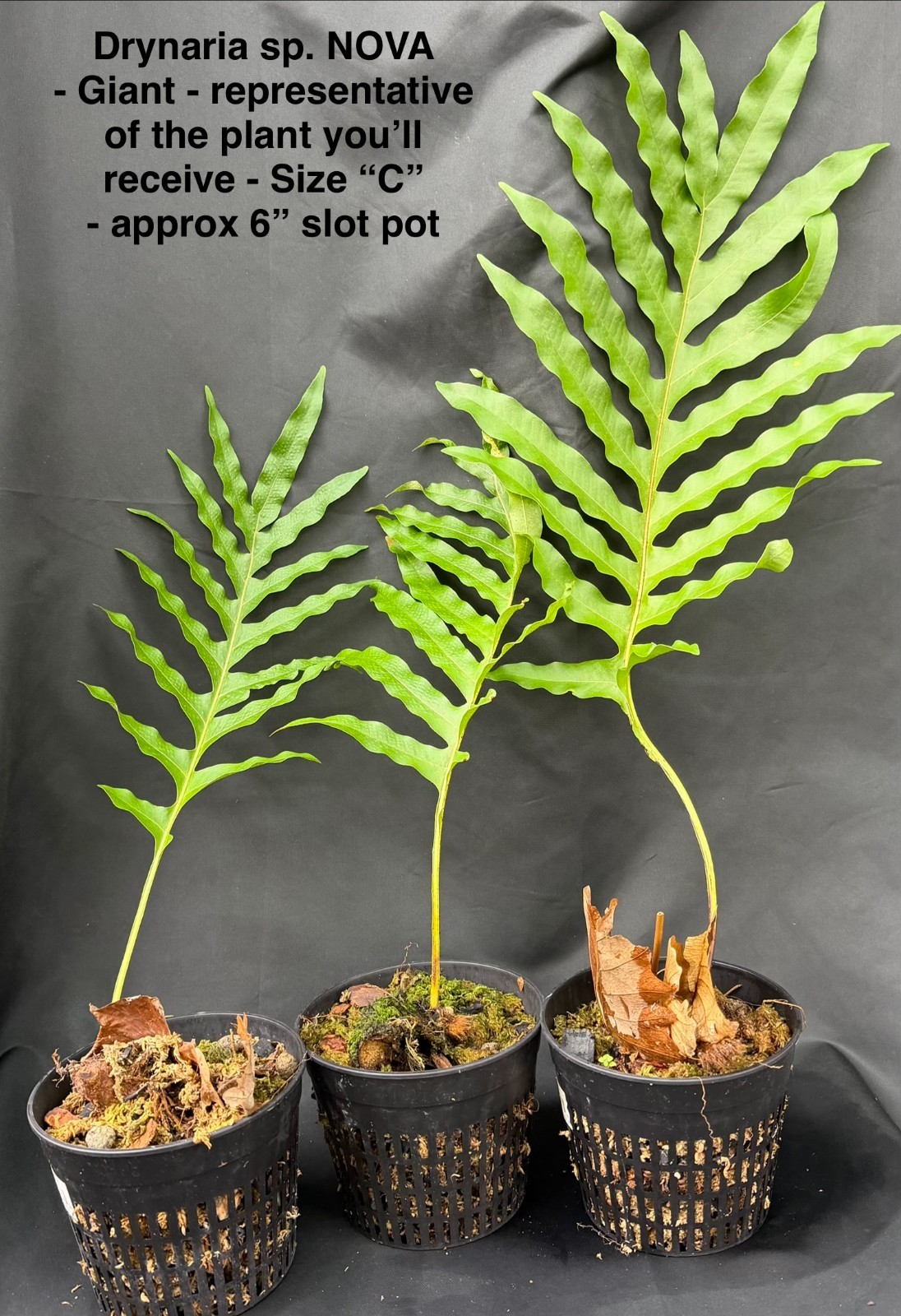 GIANT DRYNARIA sp NOVA not staghorn or platycerium fern tropical not aroid
