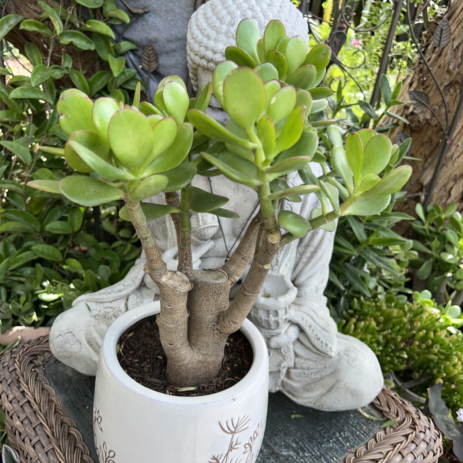 Jade Plant Crassula Ovata Money Tree 12” Tall X 10” Wide Blooms White