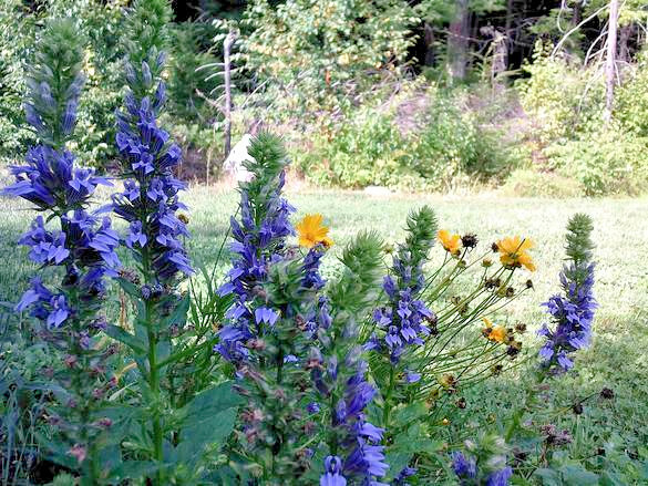 Giant blue lobelia 253 SEEDS, LOBELIA SIPHILITICA hardy, EZ to grow, USA seller