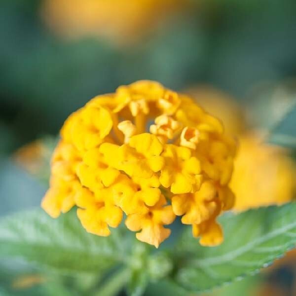 Lantana Plant Live, The Best Hardy Type Lantana Plug Ready to Grow