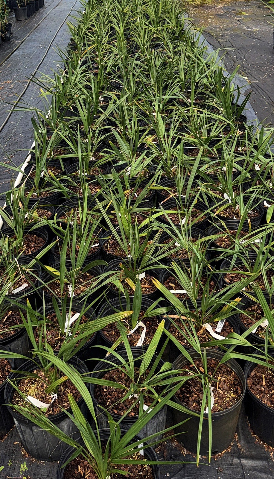 Sabal Palmetto ‘Fat Boy’. 3 gallon. Very cold hardy Sabal palmetto survived 0