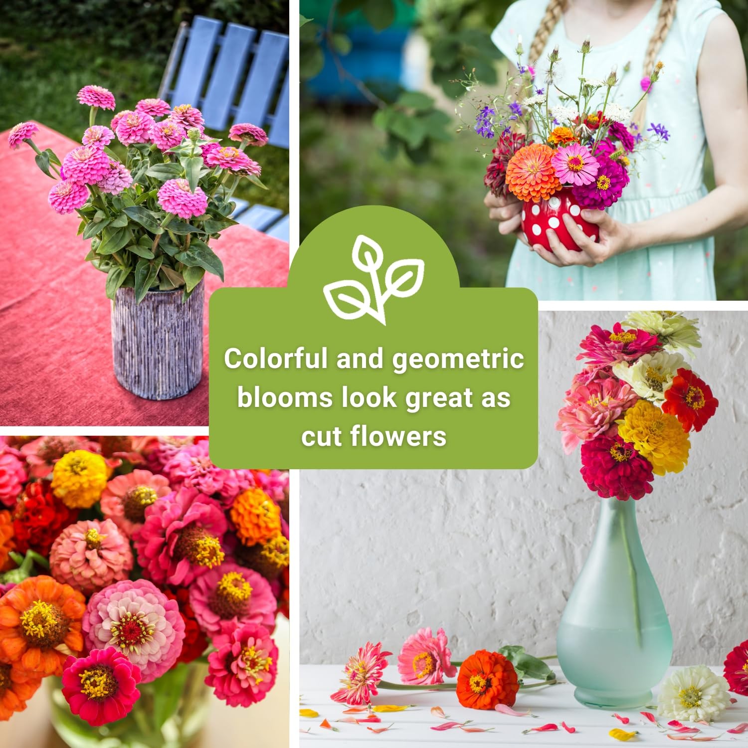 Sow Right Seeds – Classic Zinnia Flower Collection – Five Packets Mix