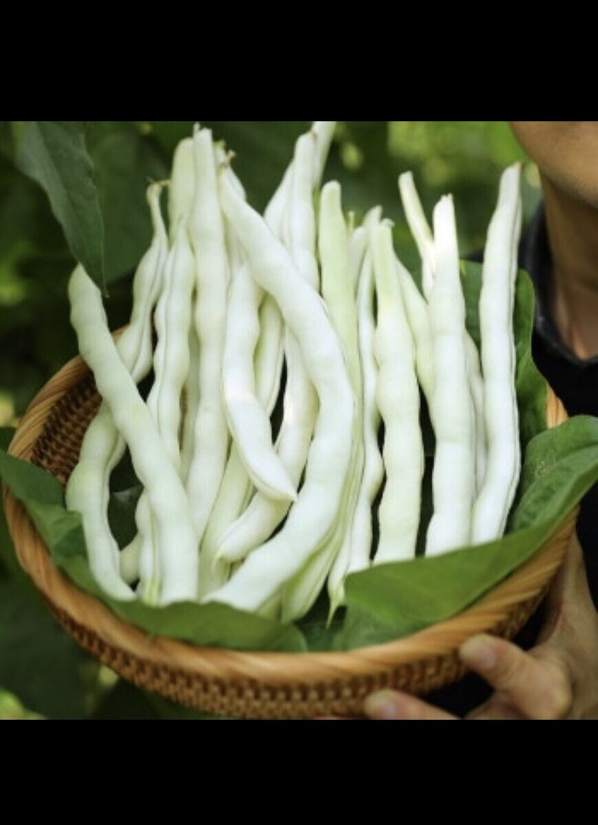 Bai Bu Lao Romano Bean seeds (25) / ORGANIC / DELICIOUS / FL GROWN / POLE / RARE