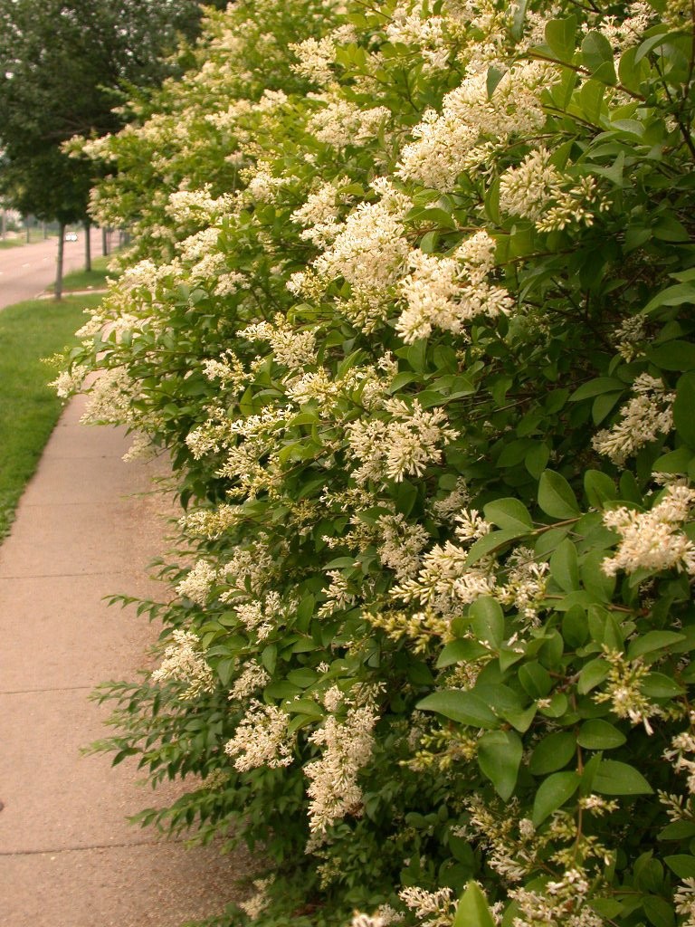 Green Promise Farms Ligustrum Amurense Privet Shrub 3 – Shlgam03