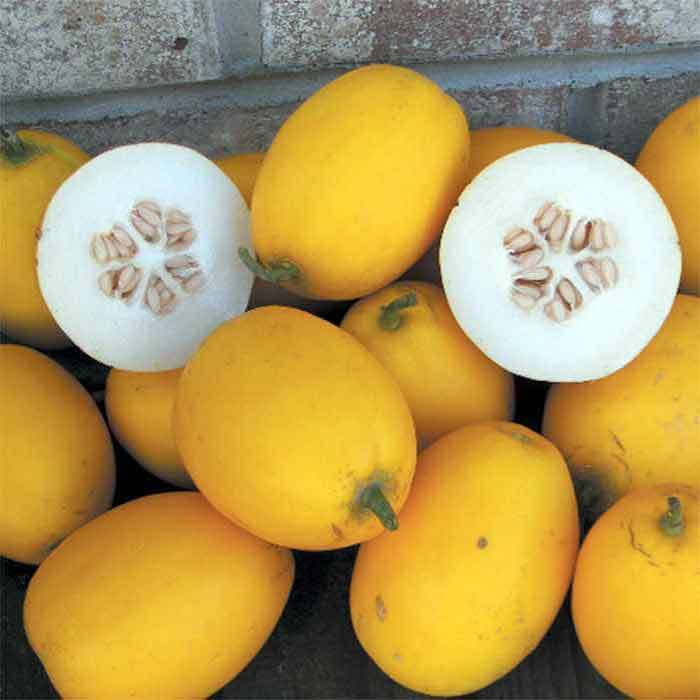 Cucumis melo VINE PEACH or MANGO MELON 25 Seeds!