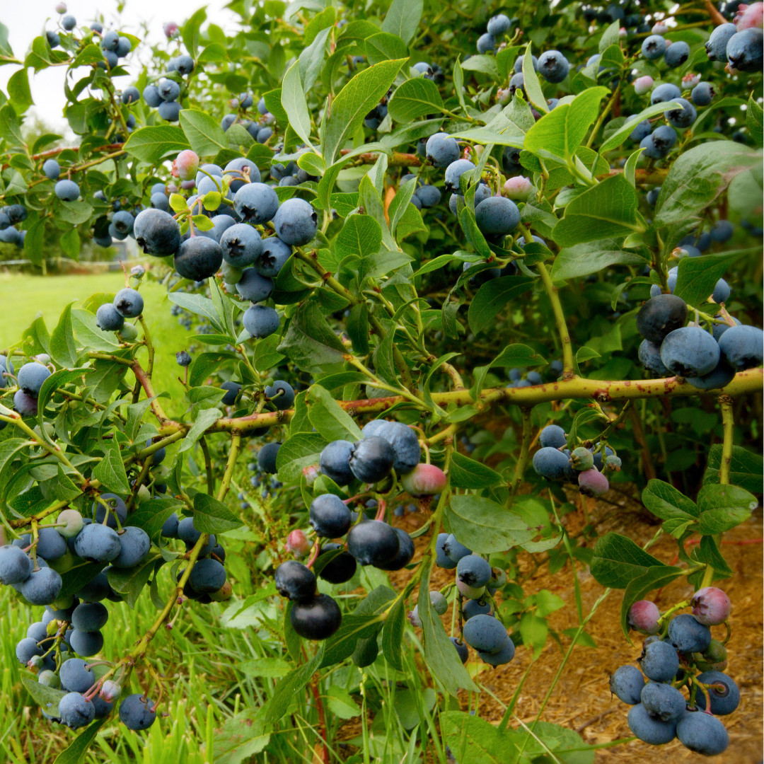 Fresh Sweet Northern Blueberry Seeds | Highland | Heirloom Non-GMO | Fruit Seeds