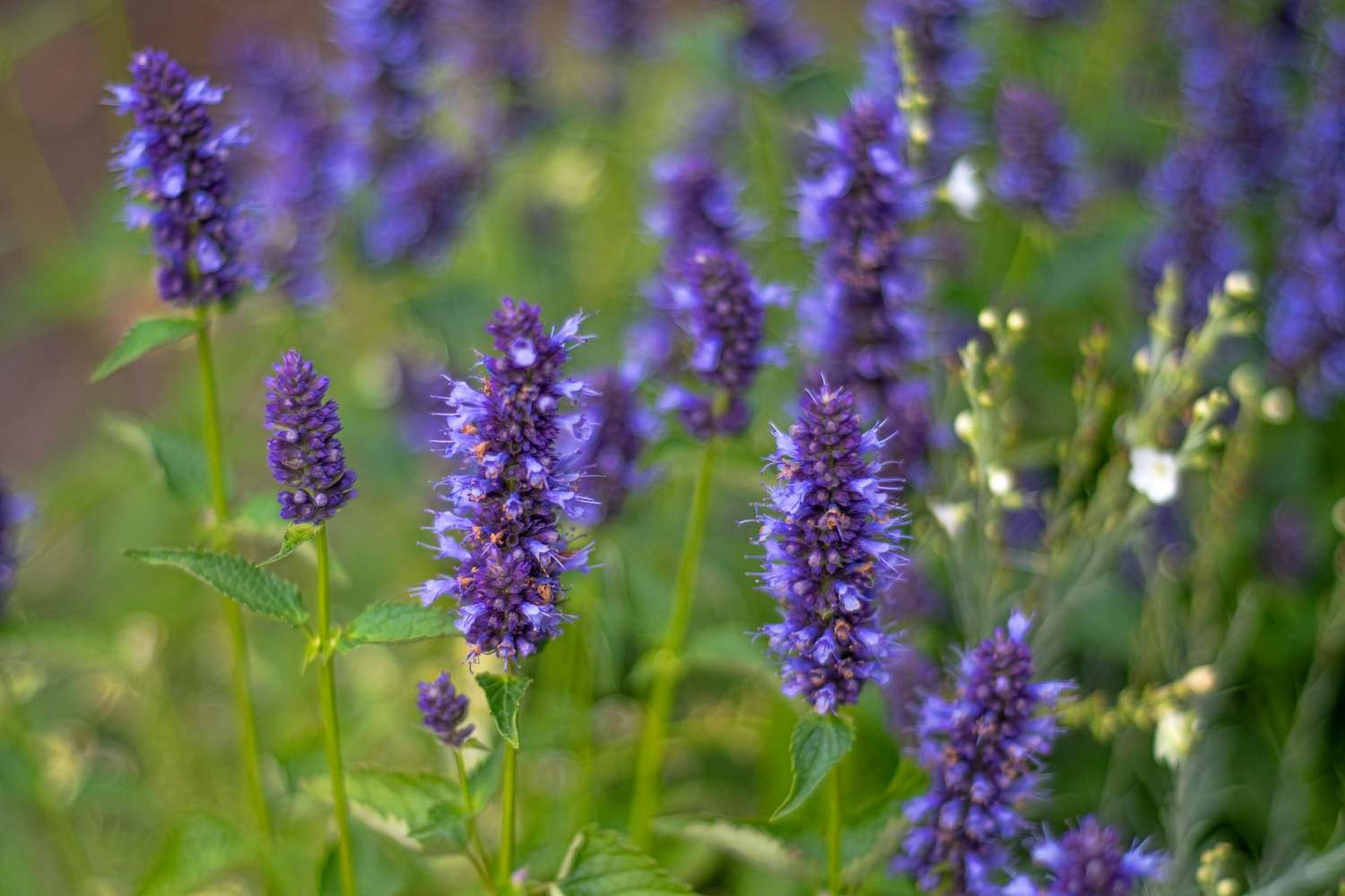 Purple Giant Hyssop Seeds Agastache scrophulariaefolia. Free Shipping!