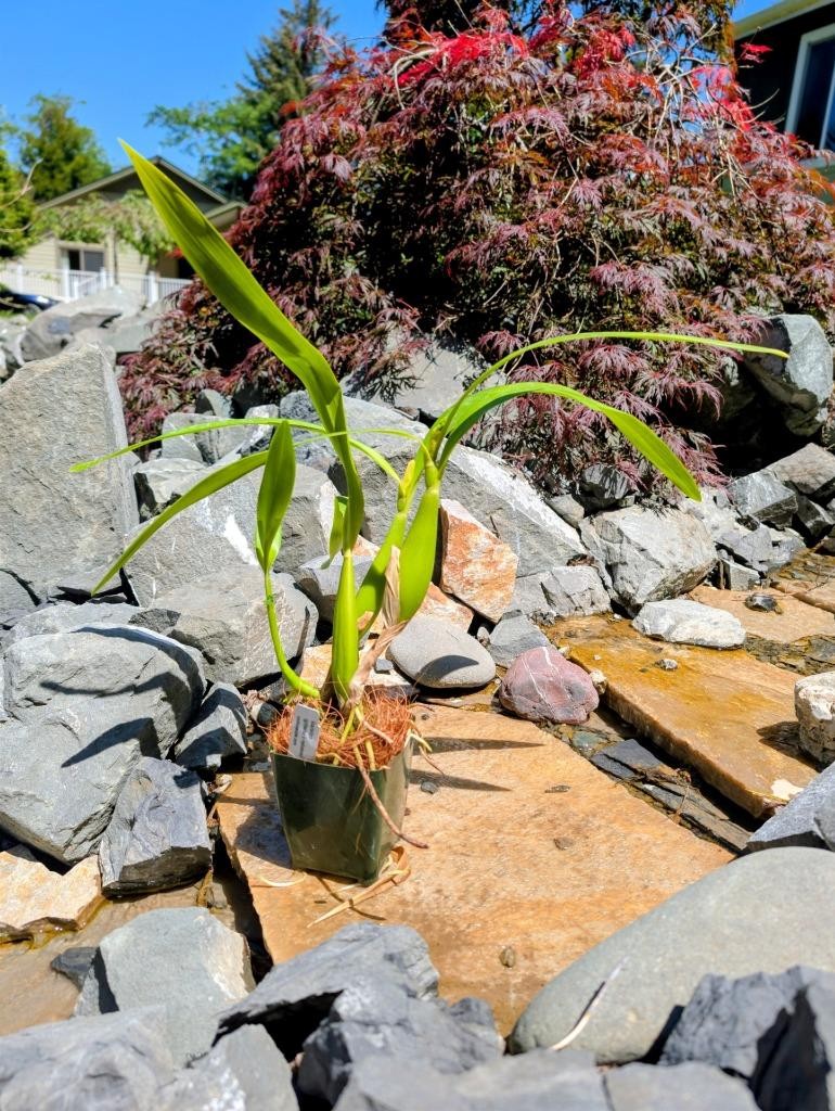 New Fragrant Orchid Hybrid Anacheilium (gilbertoi x radiatum). Blooming Size!