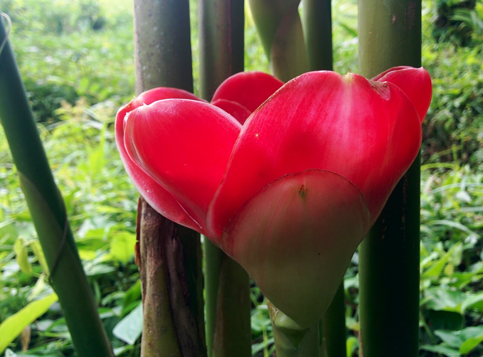 CORAL TULIP TORCH GINGER ETLINGERA LIVE RHIZOME TROPICAL
