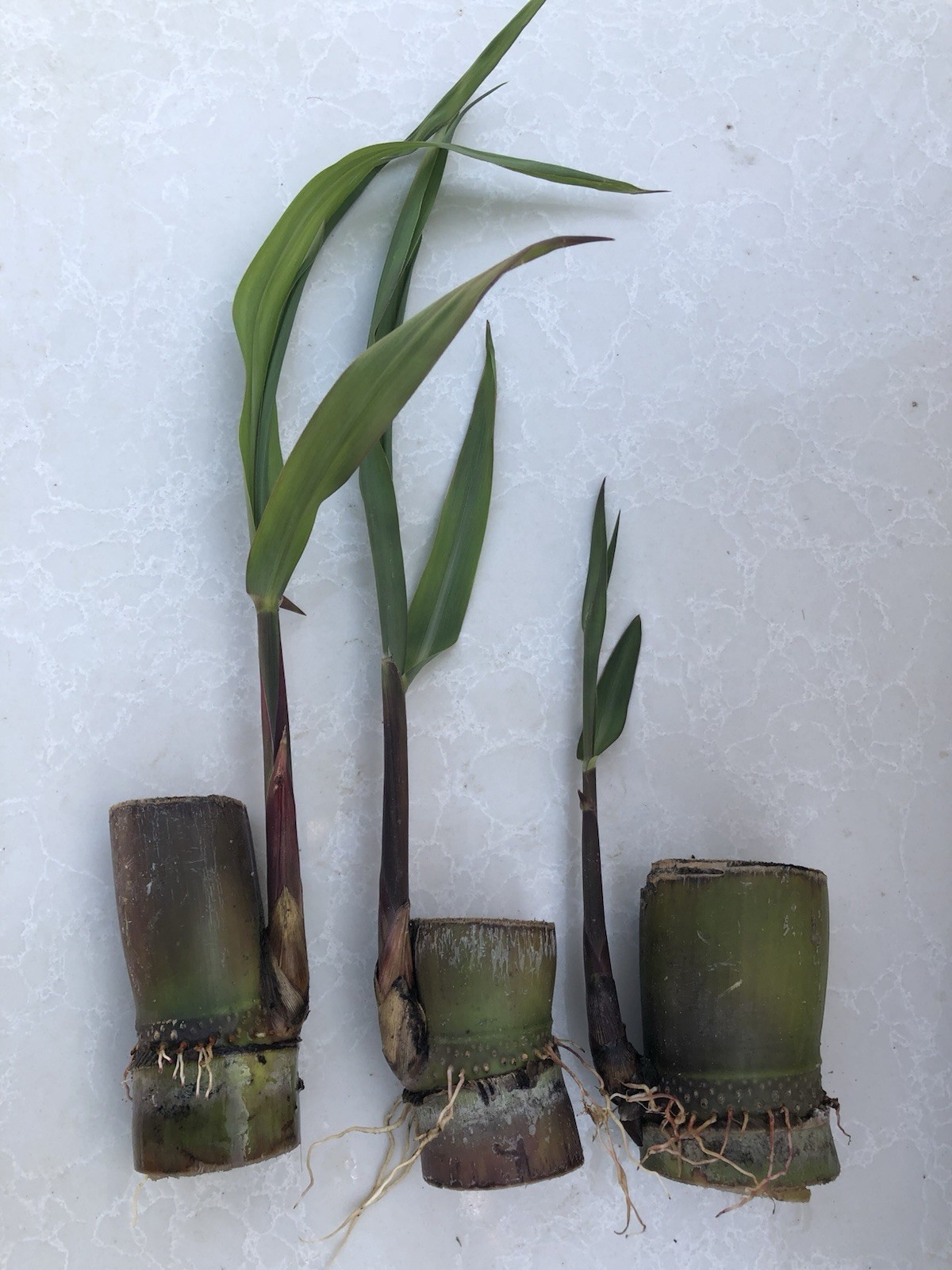 3 pcs Sugarcane Cutting Sweet Live Plant Ready To Grow