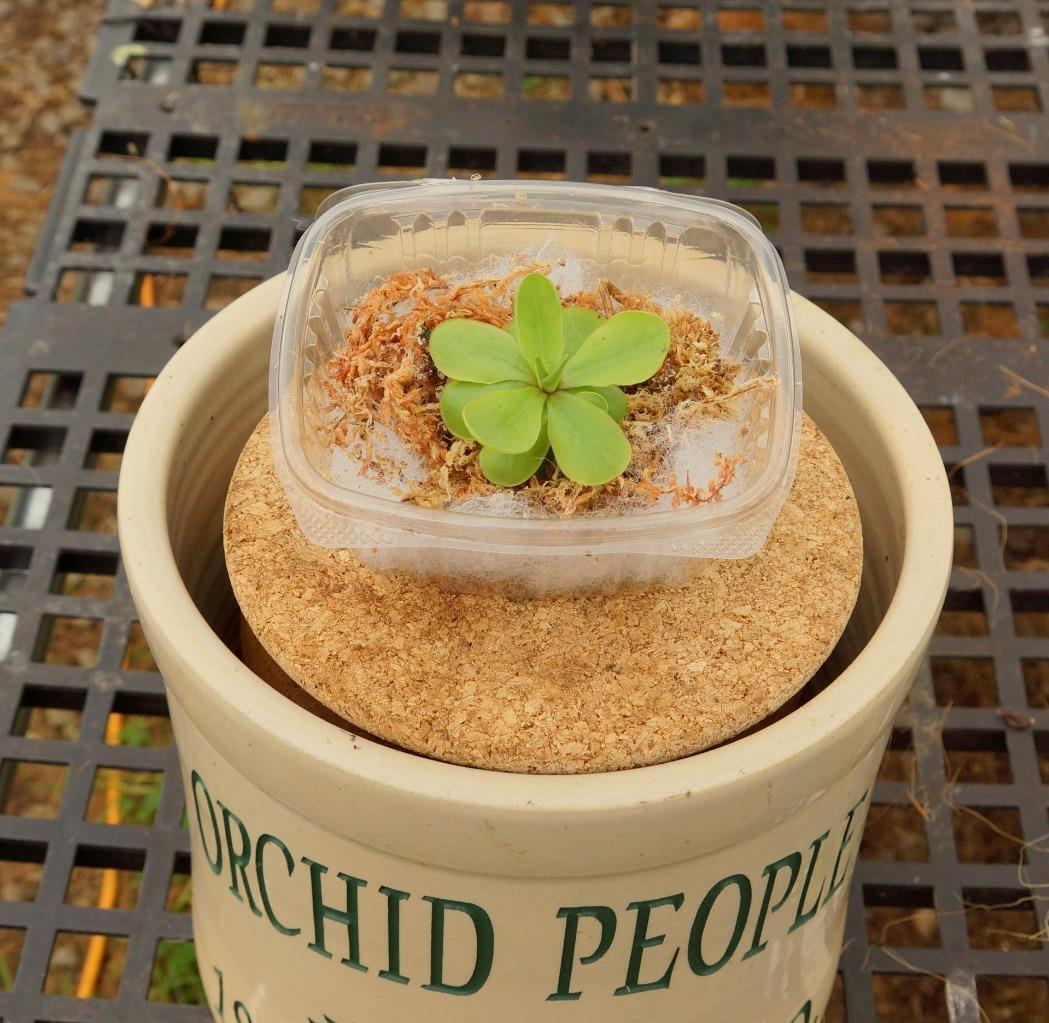 Blooming Size Carnivorous Plant Pinguicula laueana x emarginata. Butterwort!