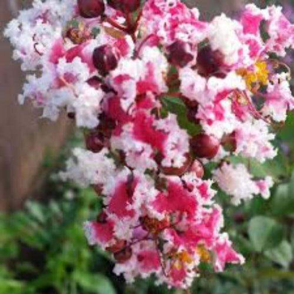 Prairie Lace Crape Myrtle: Unique Red and White Picotee Beauty for Your Landscap