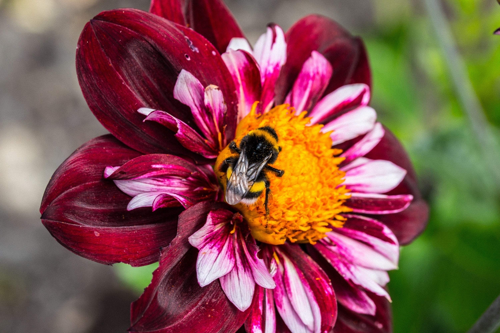 50 MIXED COLLARETTE DAHLIA Variabilis Two Tone Red Pink Yellow Flower Seeds