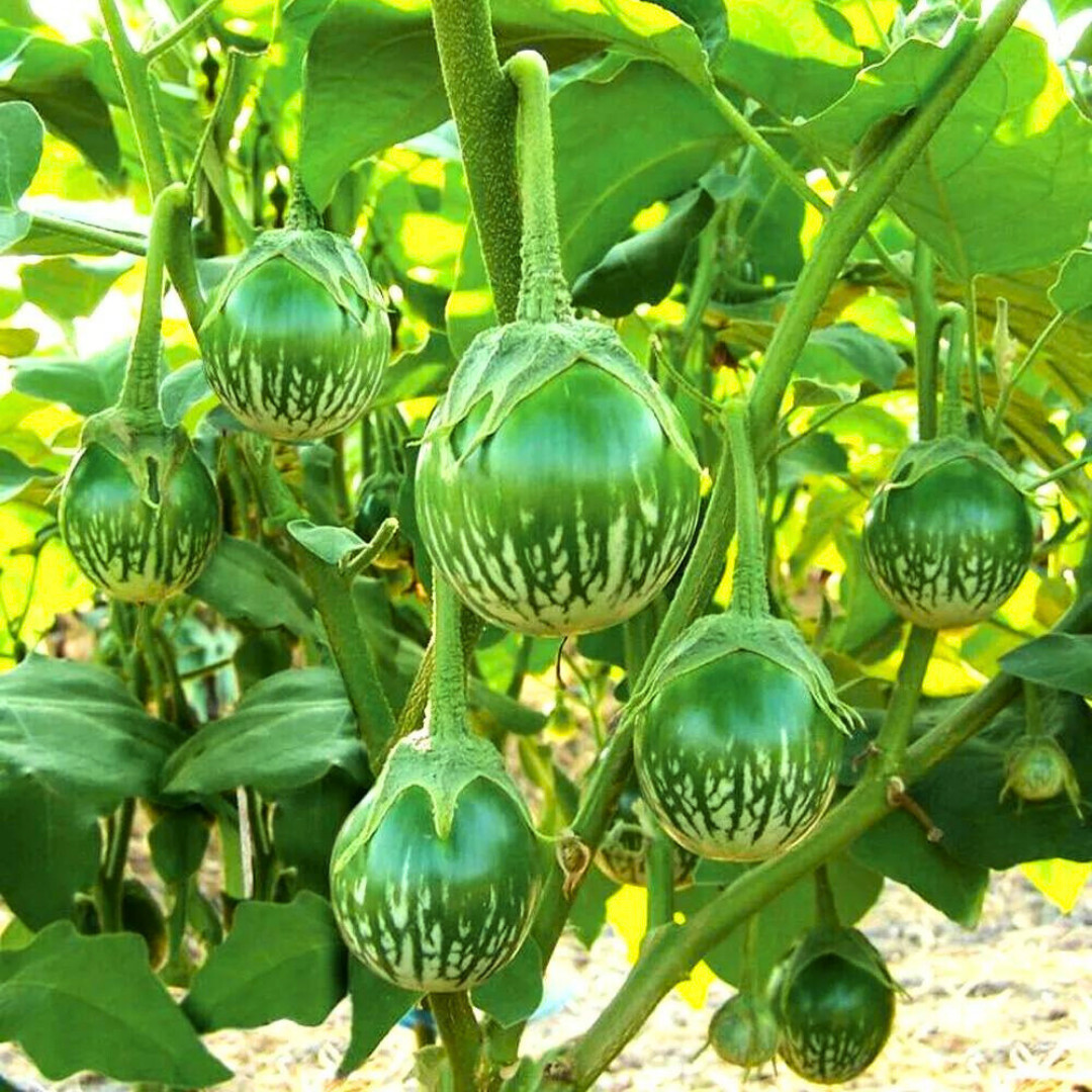 Fresh Thai Eggplant Seeds | Ngai Gwa | Heirloom Non-GMO | Asian Vegetable Seeds