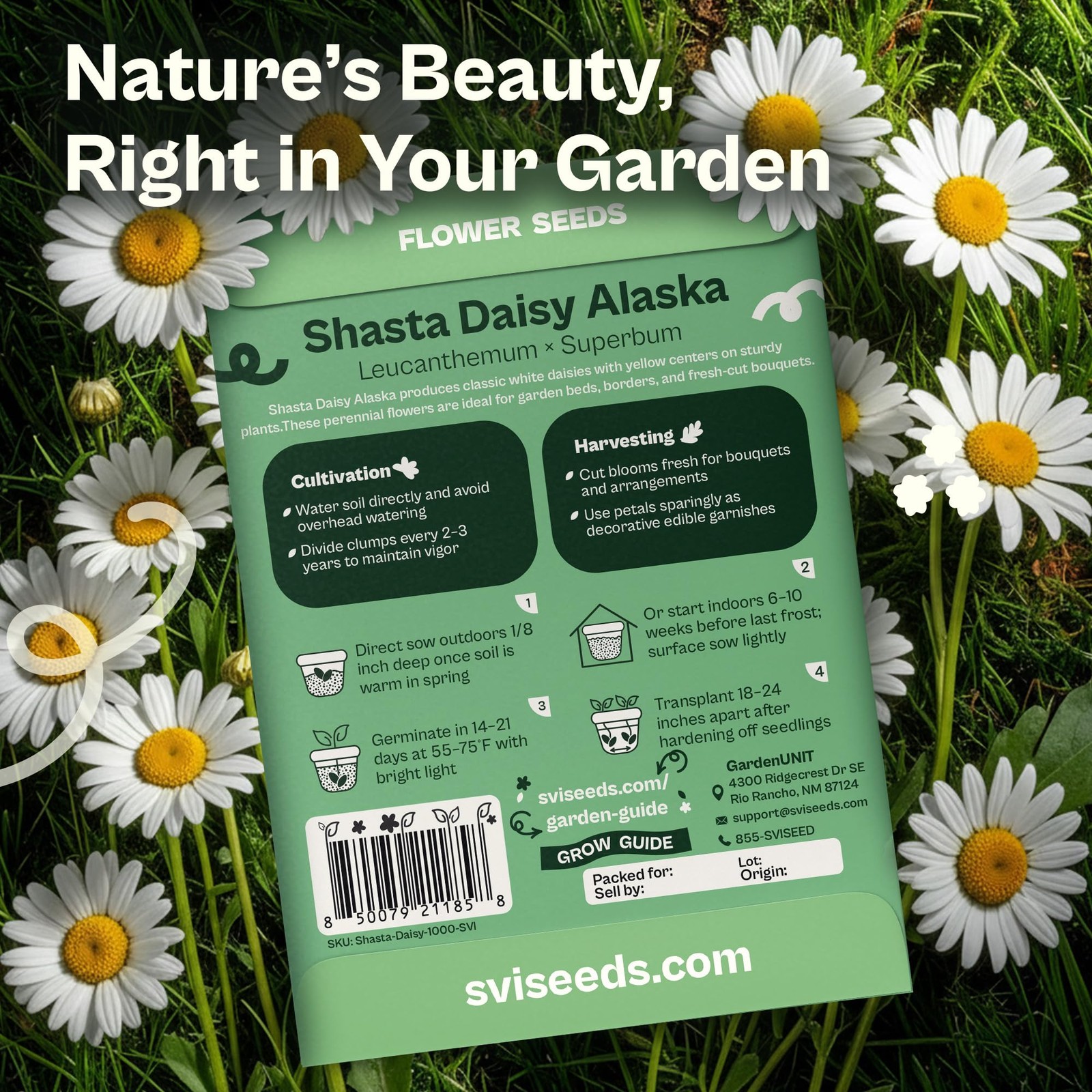 SVI 1000 Alaska Shasta Daisy Seeds (Leucanthemum) – White Flowers