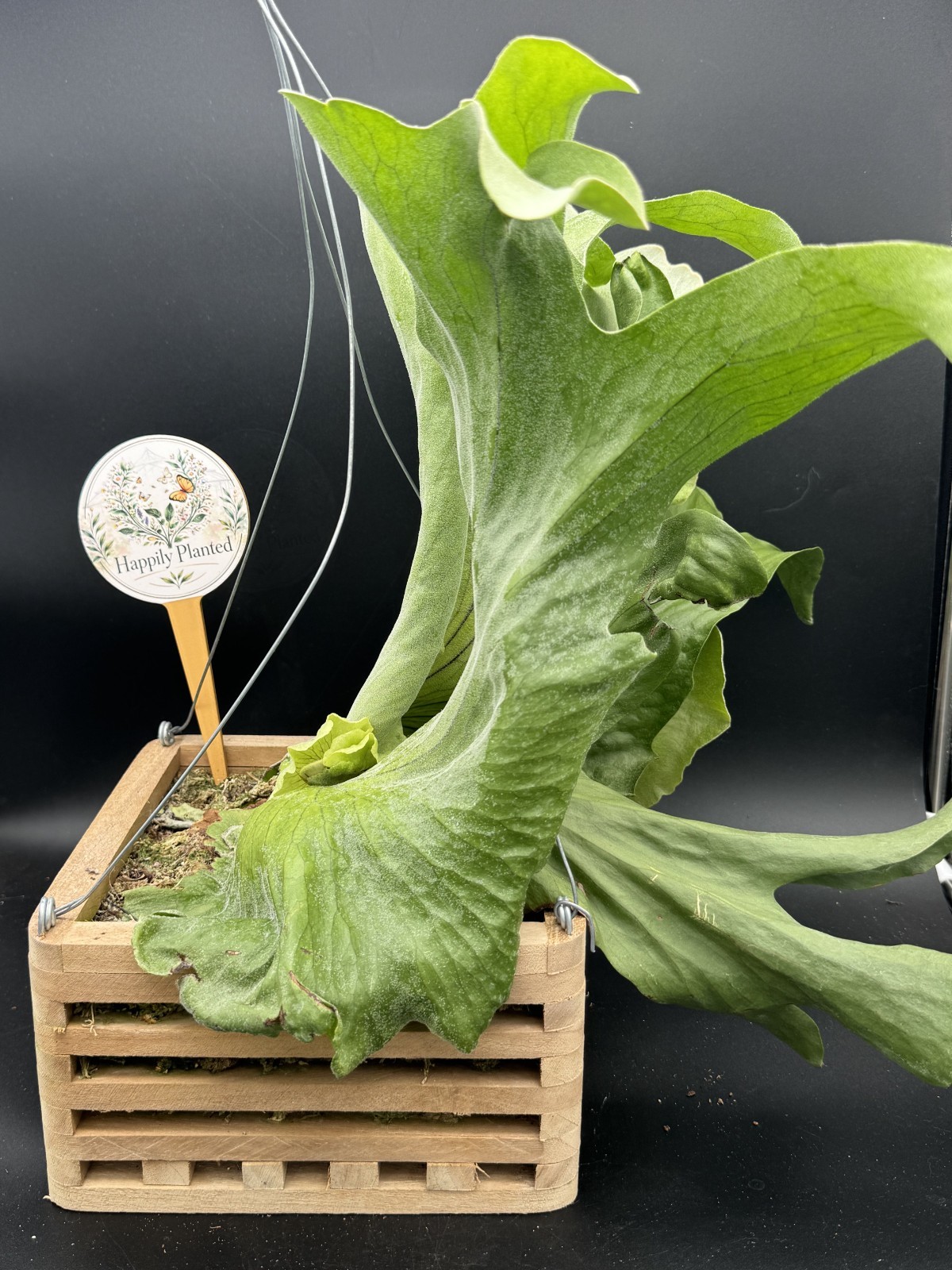 Platycerium Superbum Staghorn – 8″ Vanda Box – Exact Plant – Free Shipping