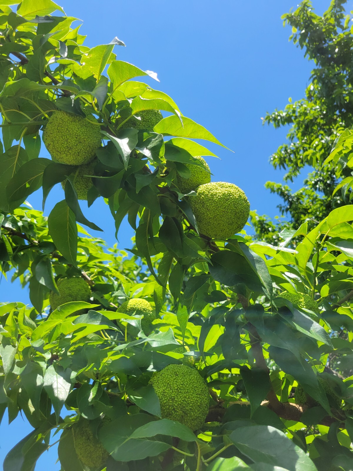 12 Farm Fresh Hedge Apple Osage Orange Horse Monkey Ball Maclura Pomifera Bois