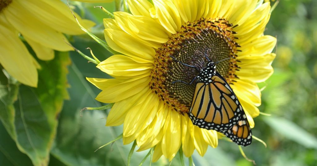 Lemon Queen Sunflower Seeds Free Shipping!
