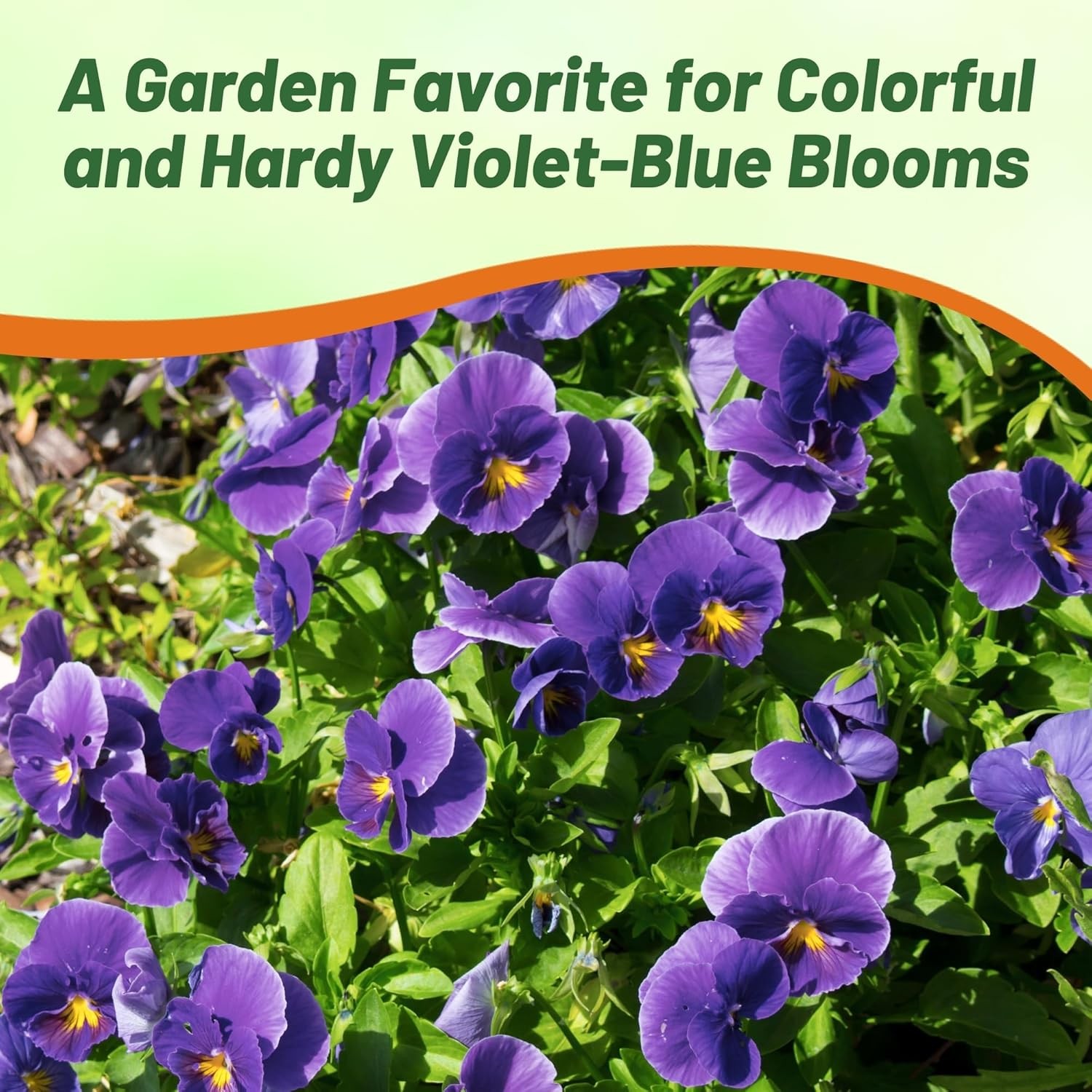 2000 Seeds Viola Seeds – Viola Cornuta Admiration Flower Seed