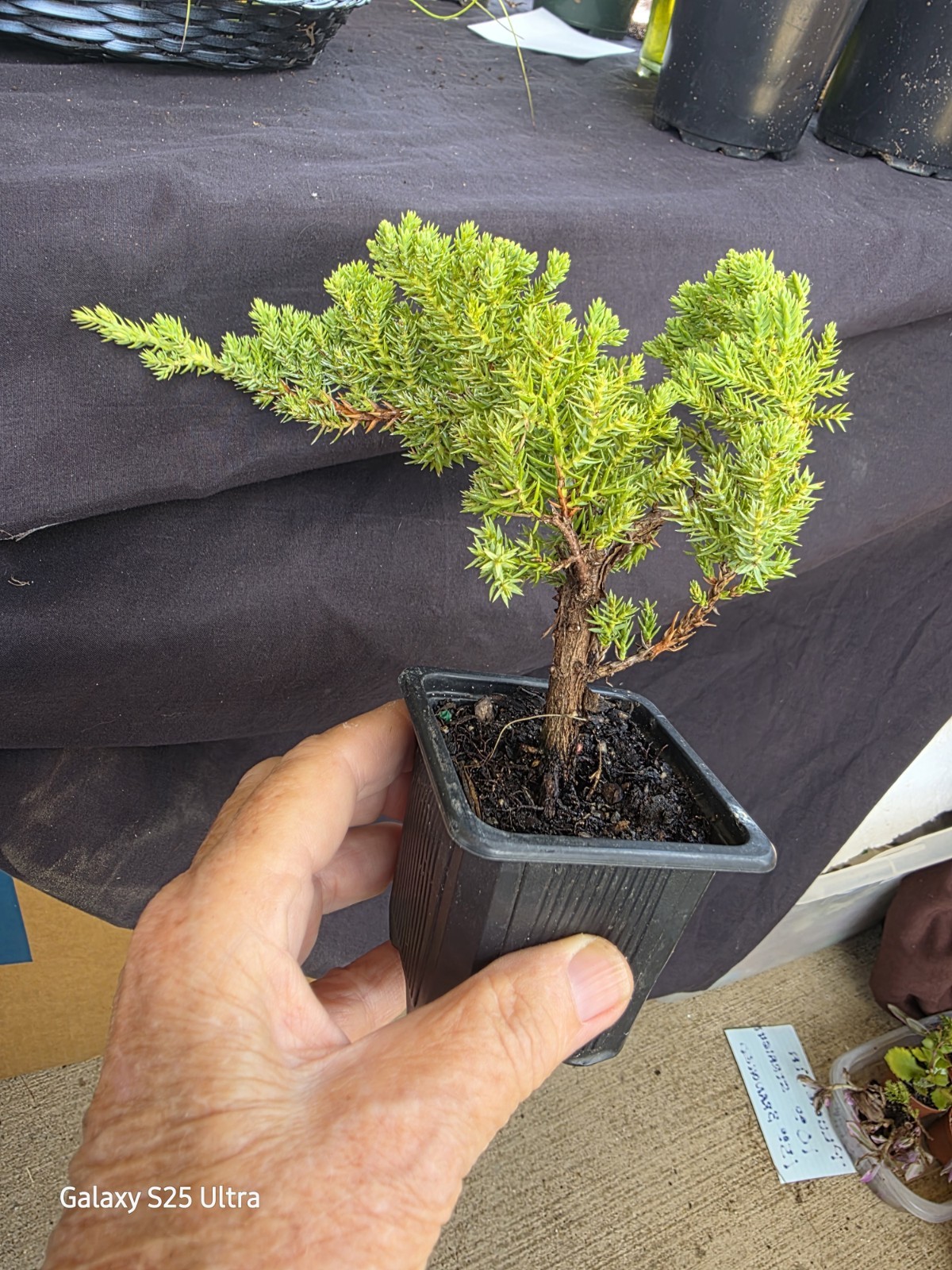 Young Juniper Bonsai Tree Procumbens Nana Ready to Train Live 3″ Pot Z