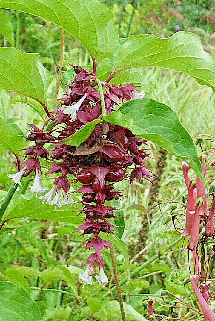 HIMALAYAN HONEYSUCKLE BUSH 201 SEEDS HARDY PERENNIAL mariesgreengarden EZ PLANT