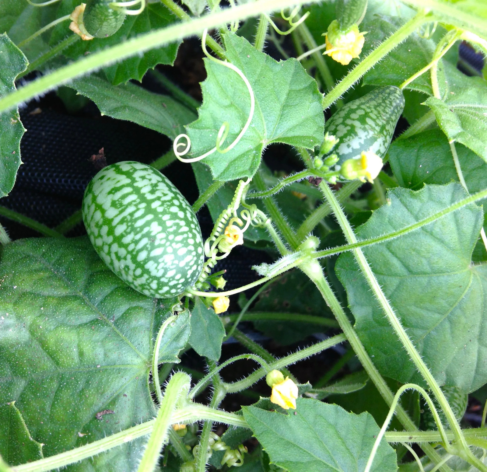 Cucamelon Seeds | Mexican Sour Gherkin Mouse Melon Pepquino Cucumber Seed 2025