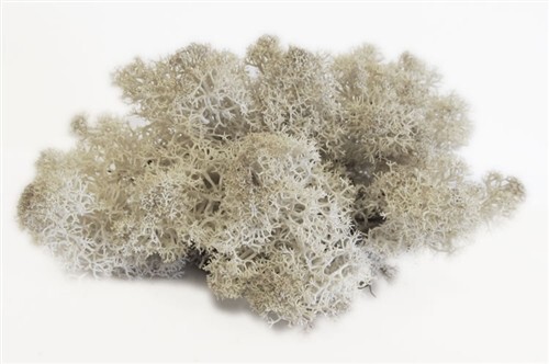 Hand picked Florida Reindeer SuperMoss 1lb