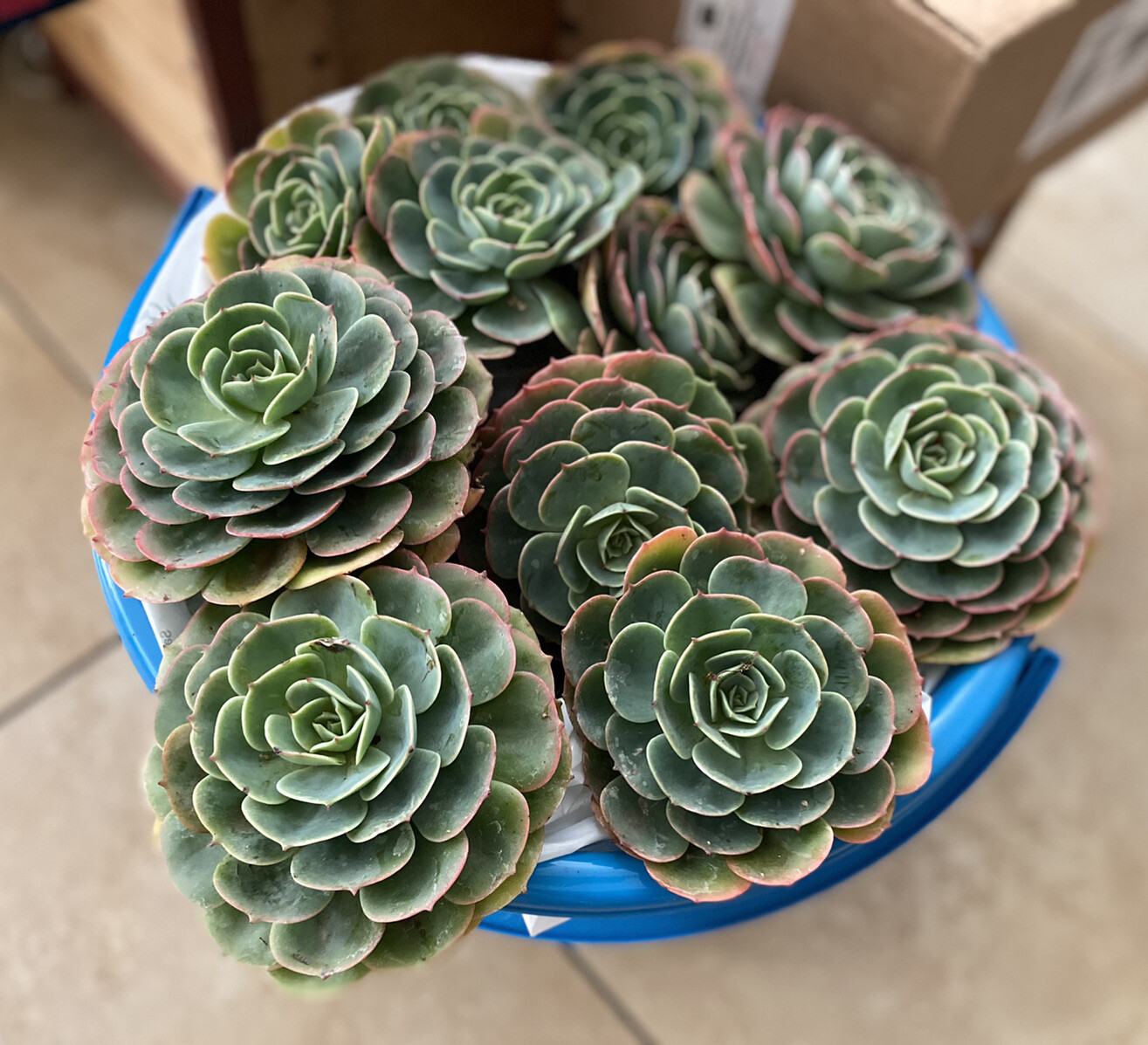 Lot Of 5 Piece GORGEOUS Echeveria Secunda Succulents 3 Inch Wide Cuttings Pack