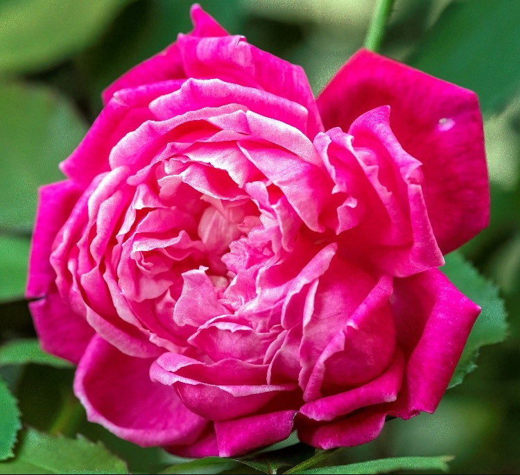 Deep Crimson Red Pink Louis Philippe Rose Live Plant 4-6″Tall 4″Pot, Ship No Pot