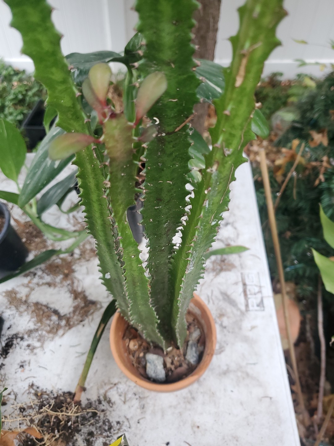 4 pack 12″ – 28″ Tall Red Euphorbia Trigona Red Live Succulent Cactus