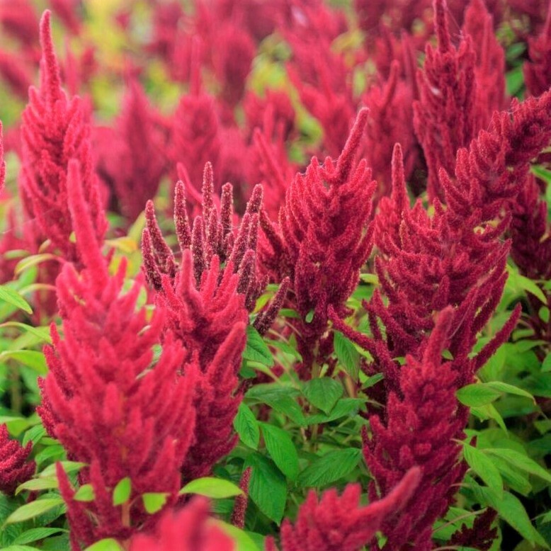 Red Garnet Amaranth Seeds | Pink Maroon Crimson Vegetable Herb Flower Seed 2024