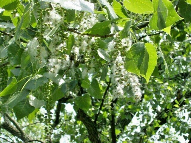 30 EASTERN COTTONWOOD SEEEDS – Populus deltoides var. deltoides