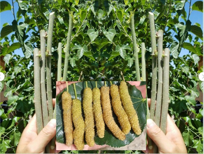 10x Pakistan WHITE Mulberry organic fresh cuttings for rooting or grafting