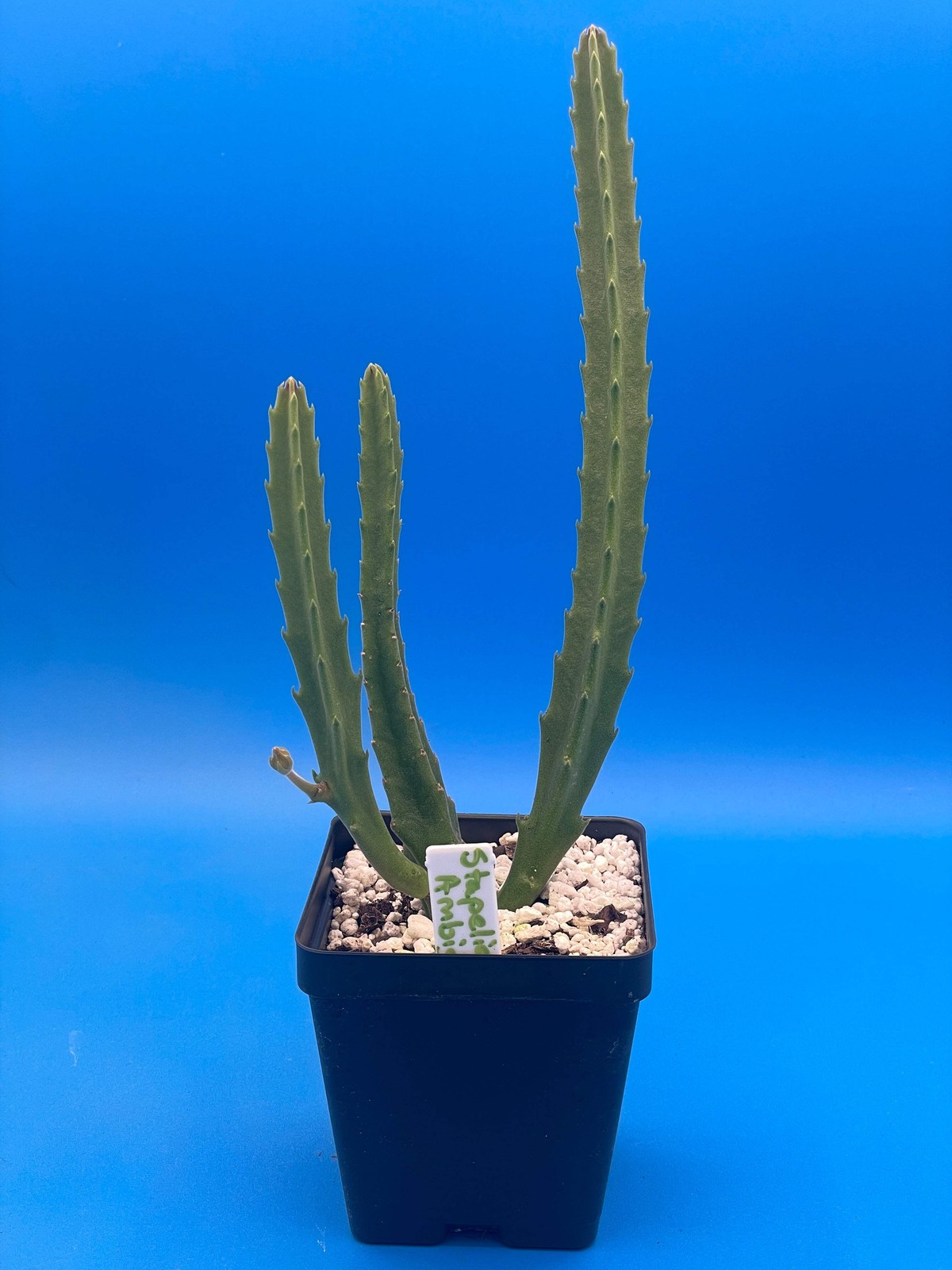 Stapelia Ambigua -Rooted in 3.5″ Pot- Starfish Cactus- But Those Flowers Though!