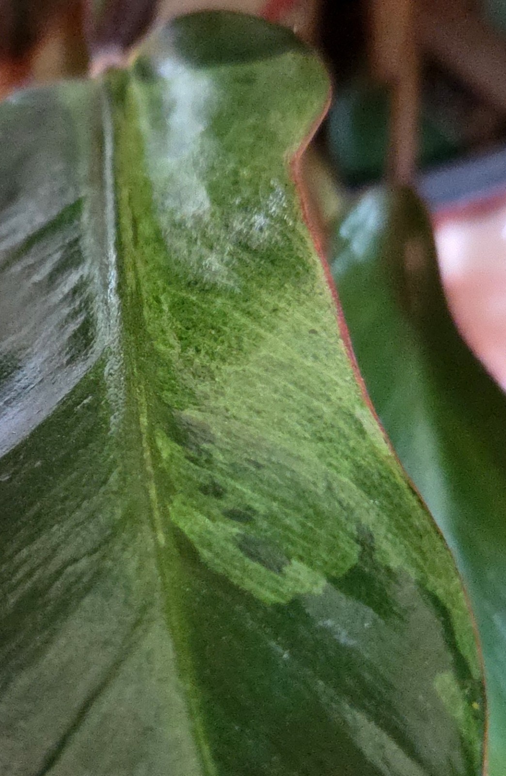 Rare Philodendron Variegated Black Cardinal 18″ Tall W/ Pups Aroid Not Monstera